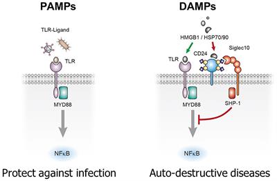 CD24-Siglec interactions in inflammatory diseases